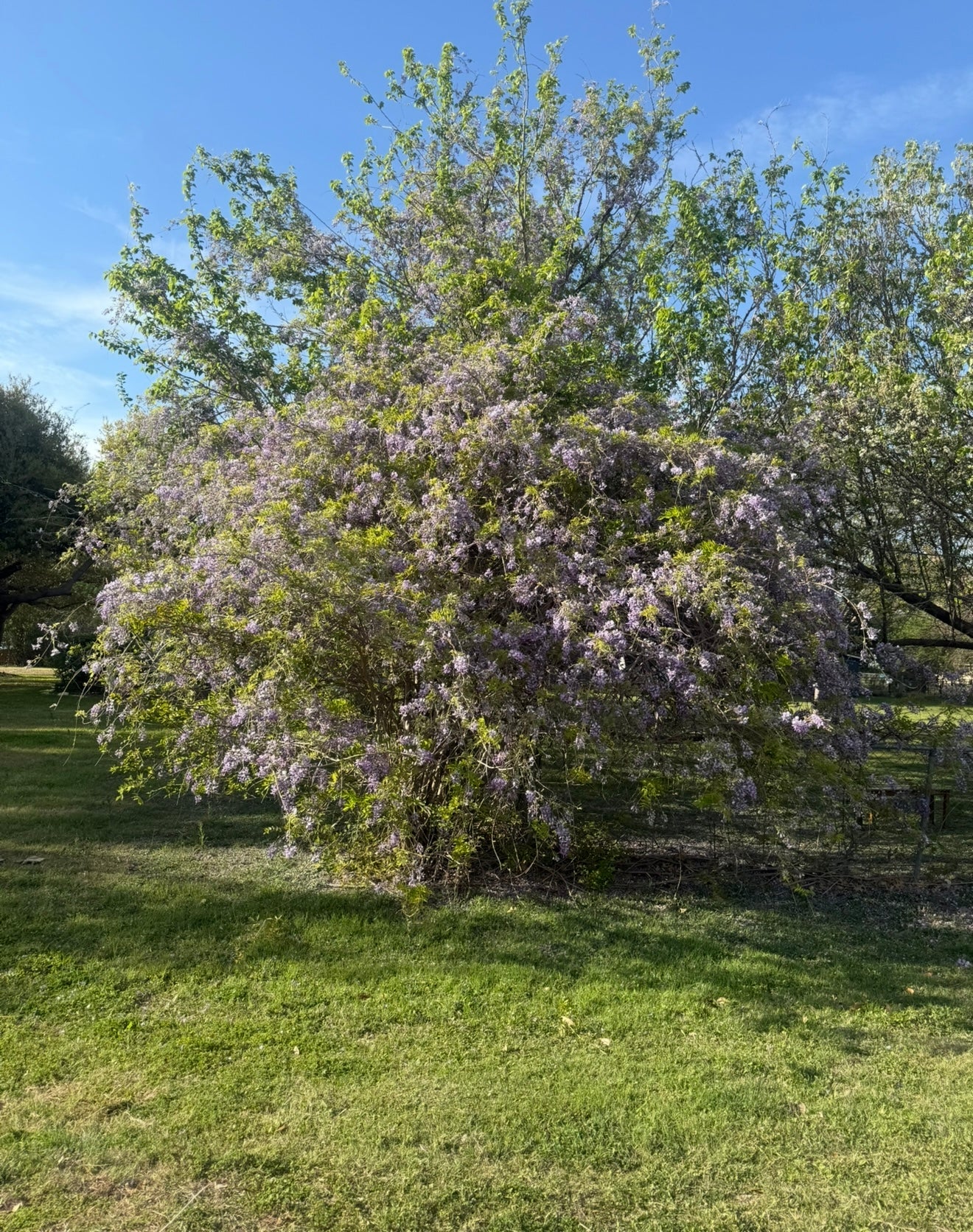 WISTERIA (Dust To Dust)