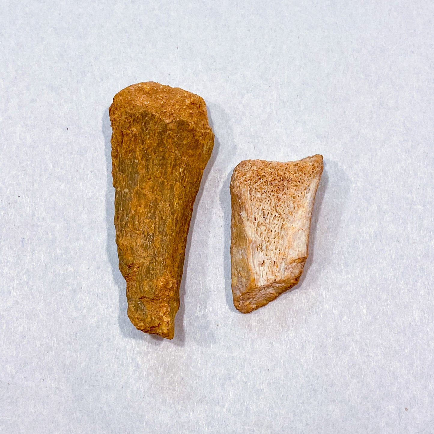 FOSSILS: Kem Kem Beds, Sahara Desert, Morocco (Dust to Dust)