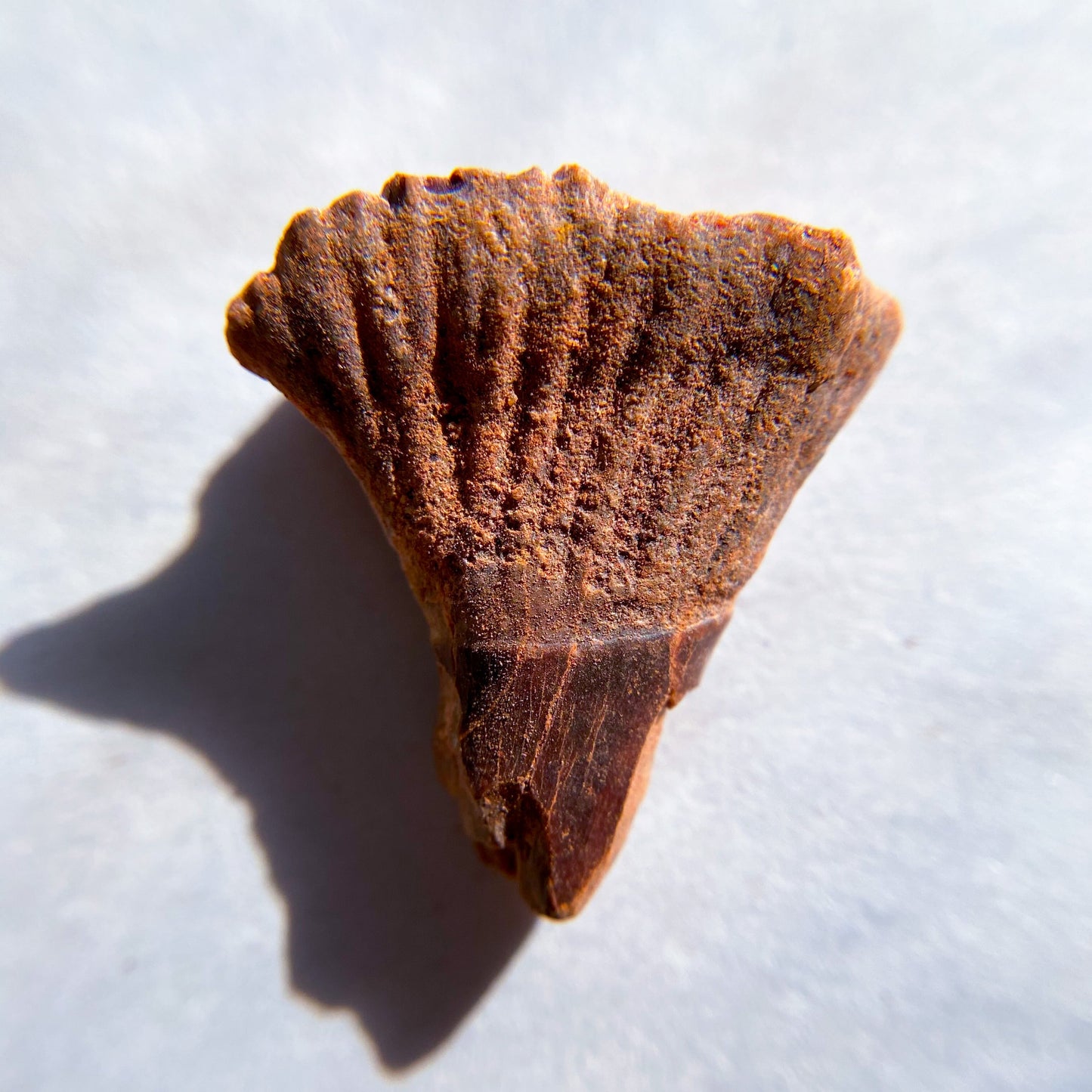 FOSSILS: Kem Kem Beds, Sahara Desert, Morocco (Dust to Dust)