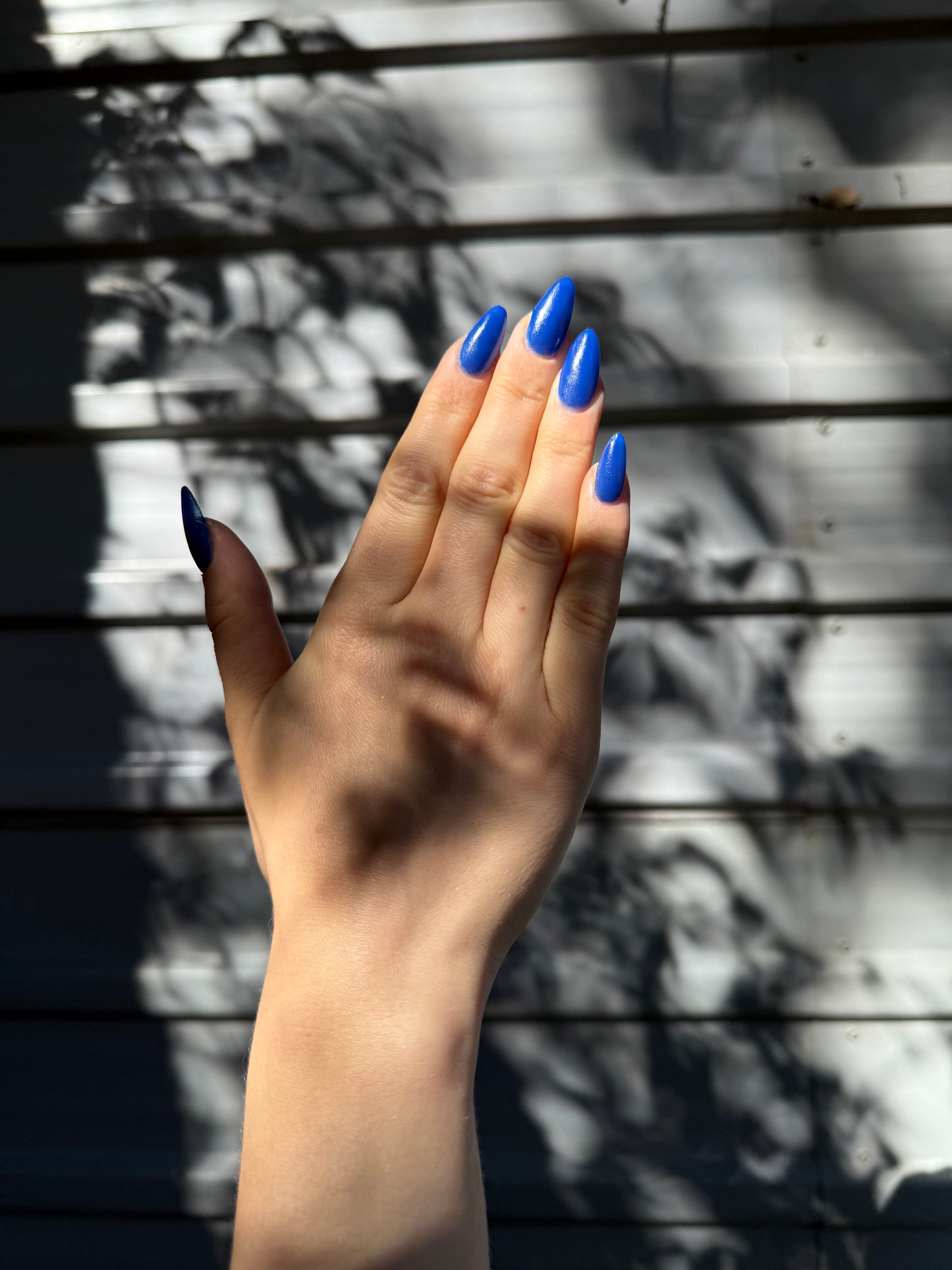 BLUE SPIRULINA: Sonoran Desert, CA (Dust to Dust)