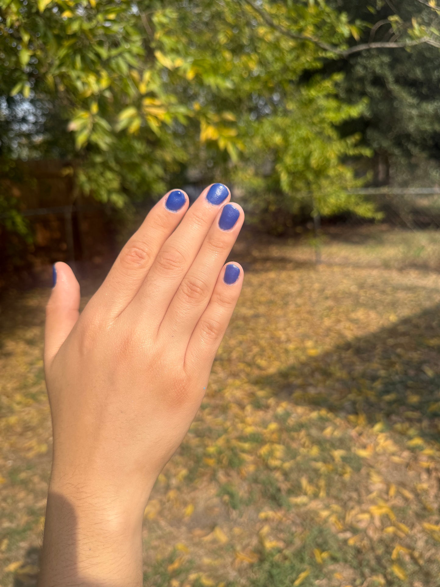 BLUE SPIRULINA: Sonoran Desert, CA (Dust to Dust)