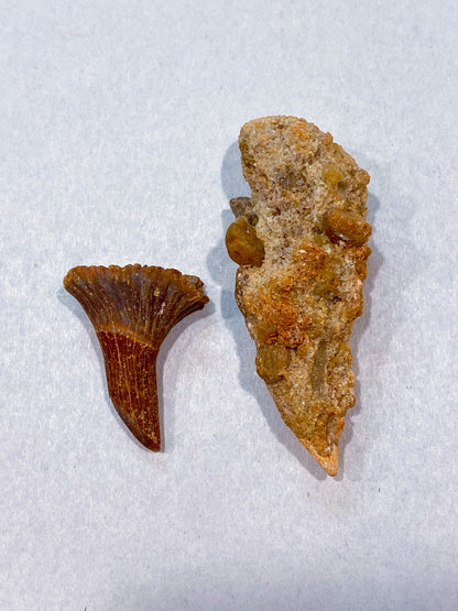 FOSSILS: Kem Kem Beds, Sahara Desert, Morocco (Dust to Dust)