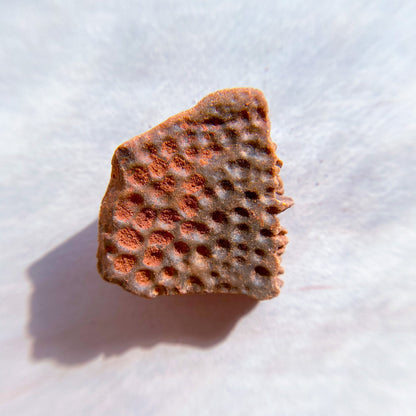 FOSSILS: Kem Kem Beds, Sahara Desert, Morocco (Dust to Dust)