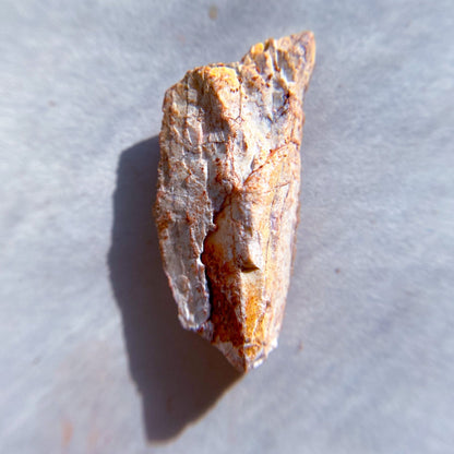 FOSSILS: Kem Kem Beds, Sahara Desert, Morocco (Dust to Dust)