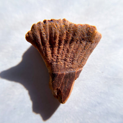 FOSSILS: Kem Kem Beds, Sahara Desert, Morocco (Dust to Dust)