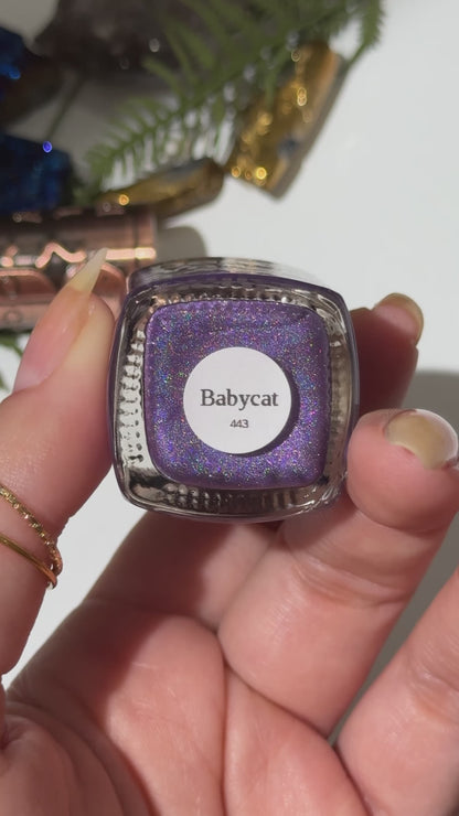 BABYCAT